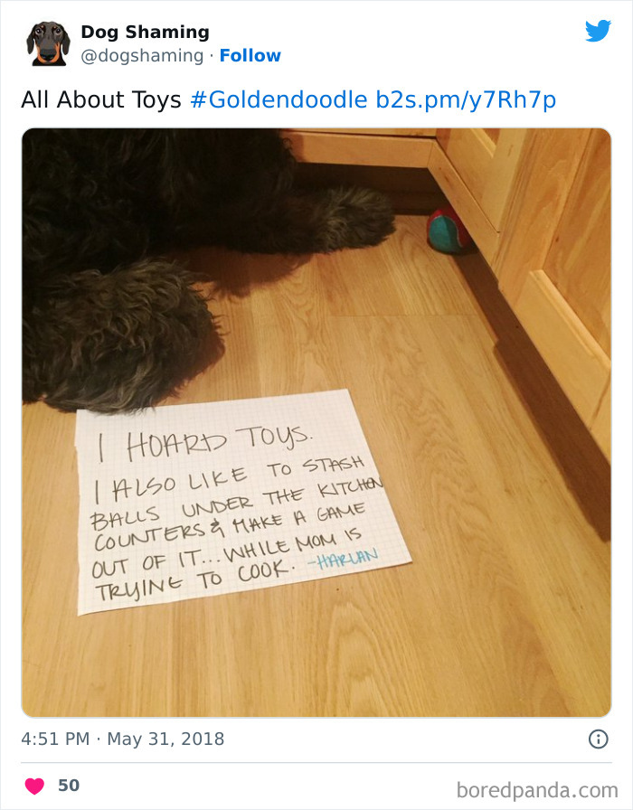 Funny-Dog-Shaming-Pics