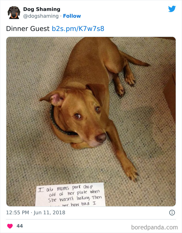 Funny-Dog-Shaming-Pics