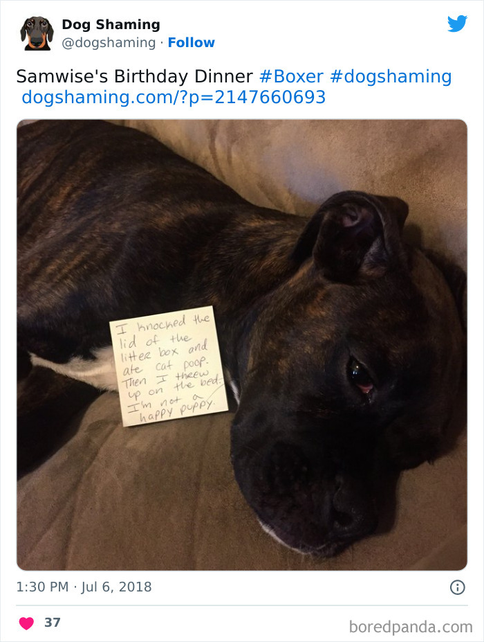 Funny-Dog-Shaming-Pics