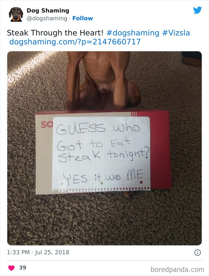 Funny-Dog-Shaming-Pics