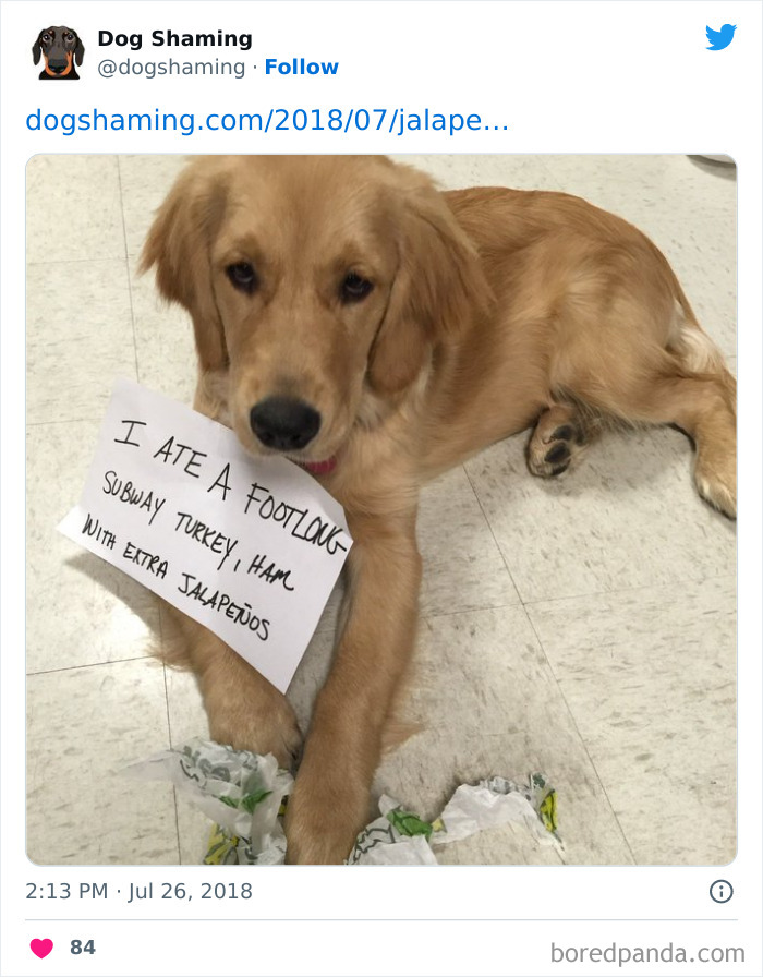 Funny-Dog-Shaming-Pics