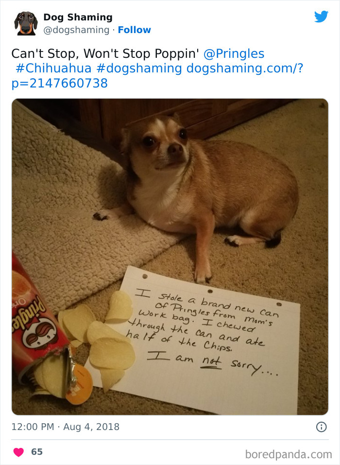 Funny-Dog-Shaming-Pics