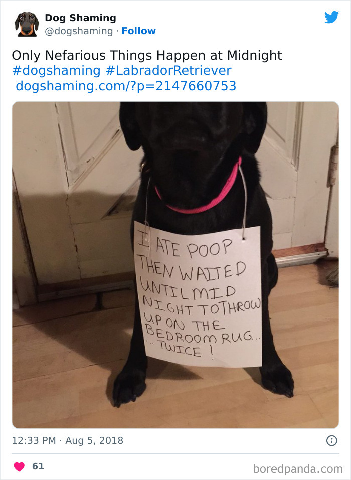 Funny-Dog-Shaming-Pics