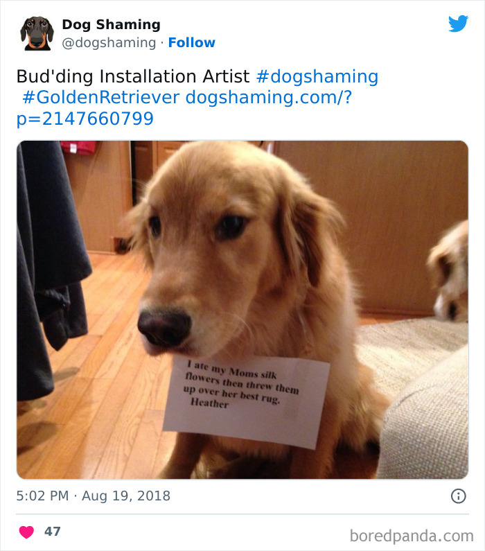 Funny-Dog-Shaming-Pics