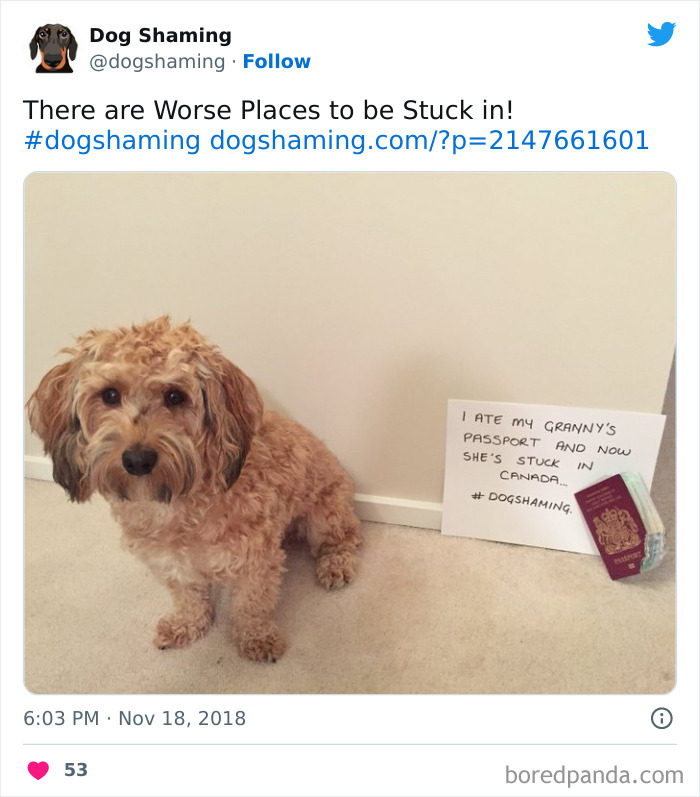 Funny-Dog-Shaming-Pics