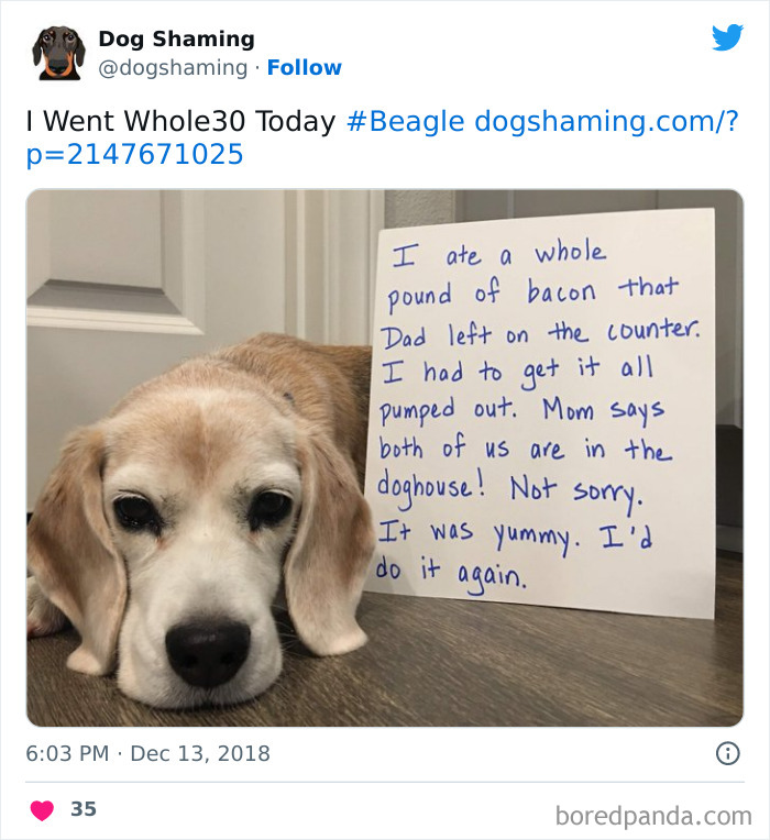 Funny-Dog-Shaming-Pics