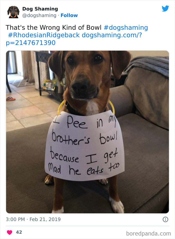 Funny-Dog-Shaming-Pics