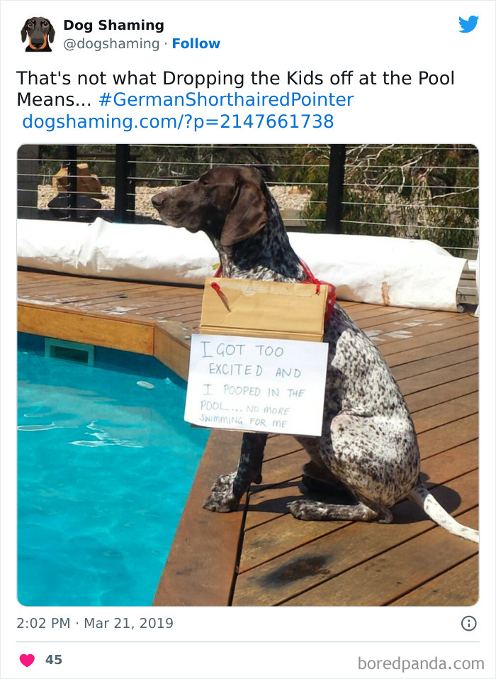 Funny-Dog-Shaming-Pics