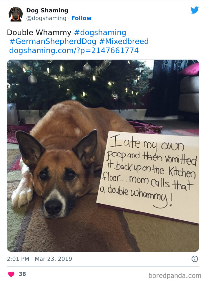 Funny-Dog-Shaming-Pics