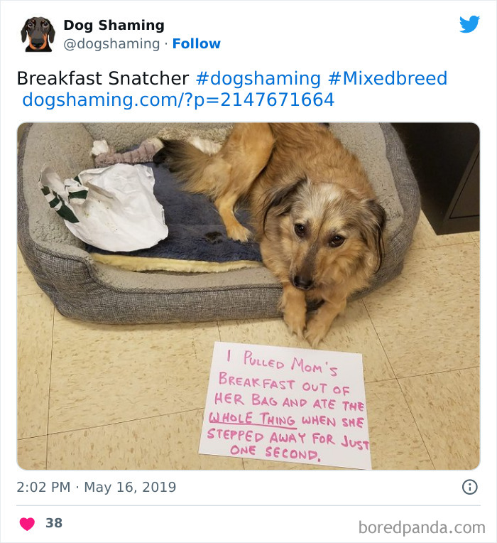 Funny-Dog-Shaming-Pics