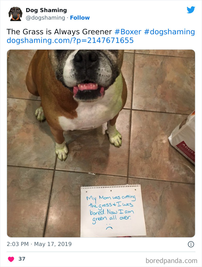 Funny-Dog-Shaming-Pics