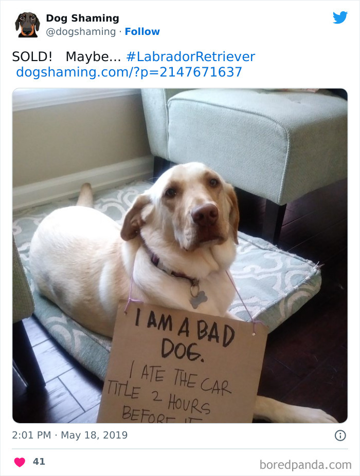 Funny-Dog-Shaming-Pics