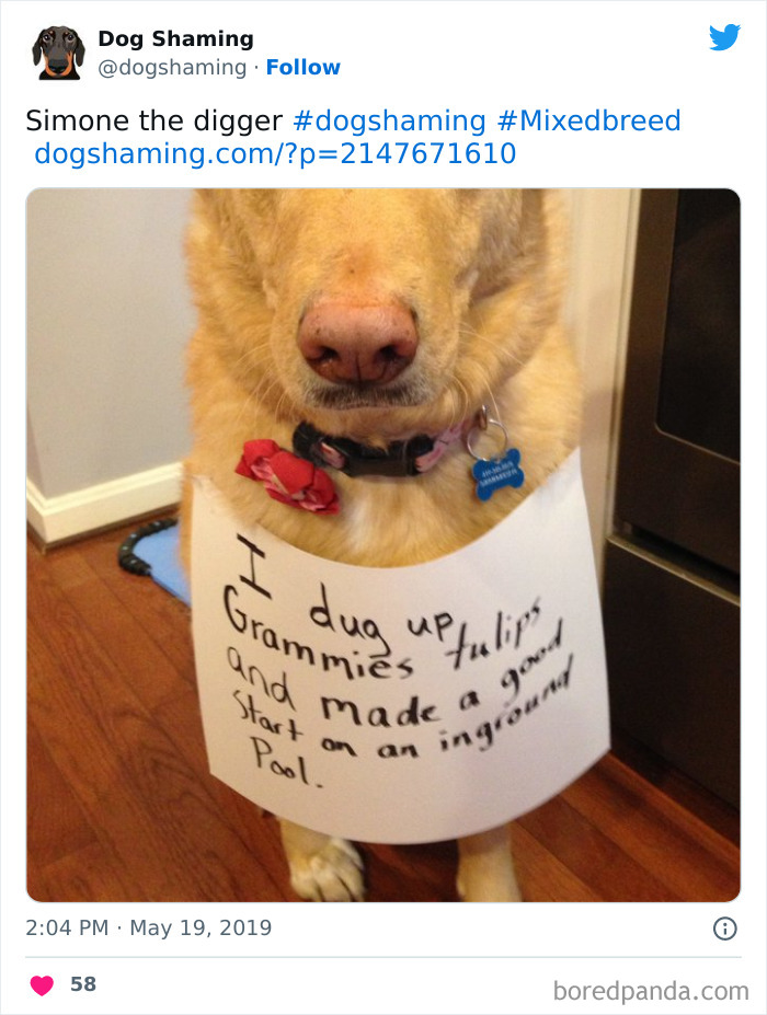 Funny-Dog-Shaming-Pics