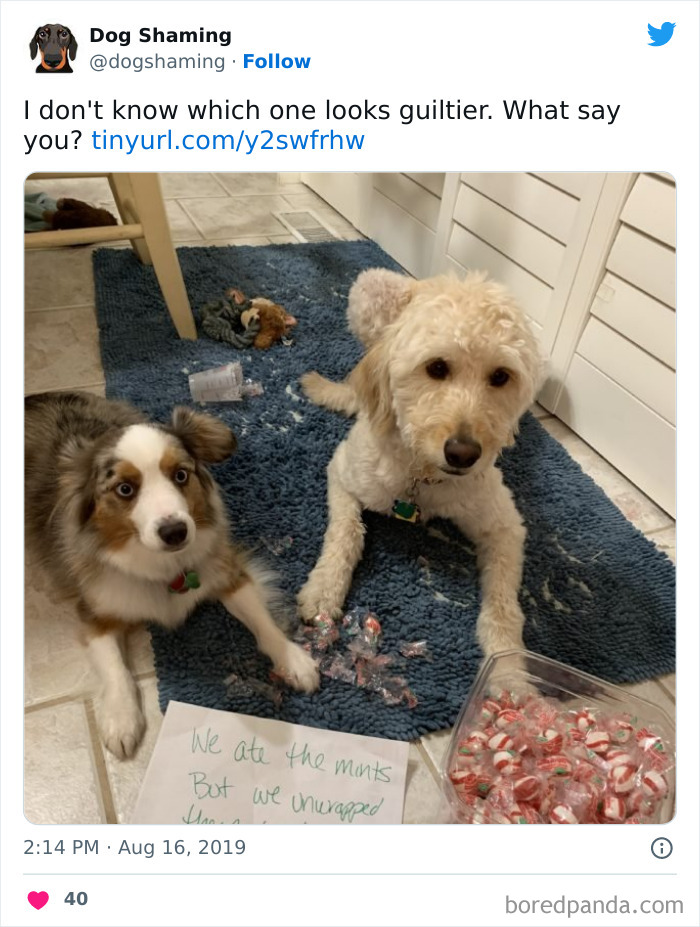 Funny-Dog-Shaming-Pics