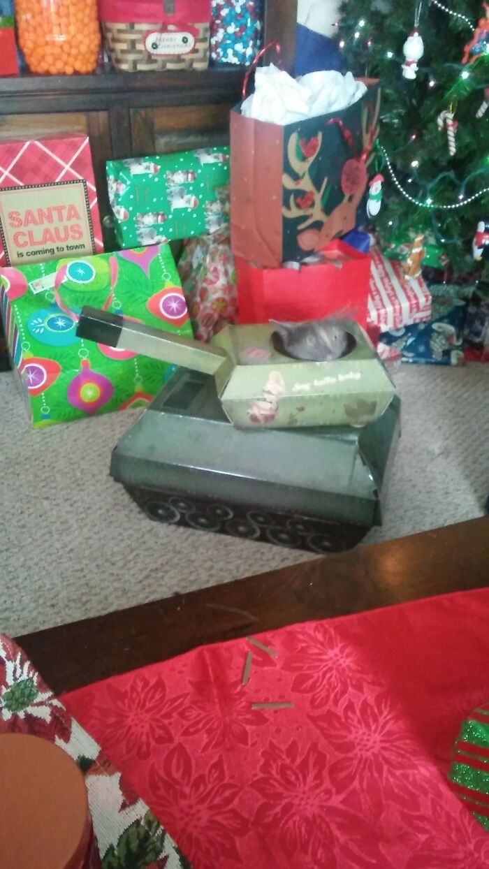 My Cat Phantom Trying Out Her Christmas Tank