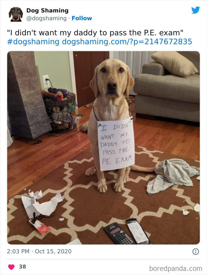 Funny-Dog-Shaming-Pics