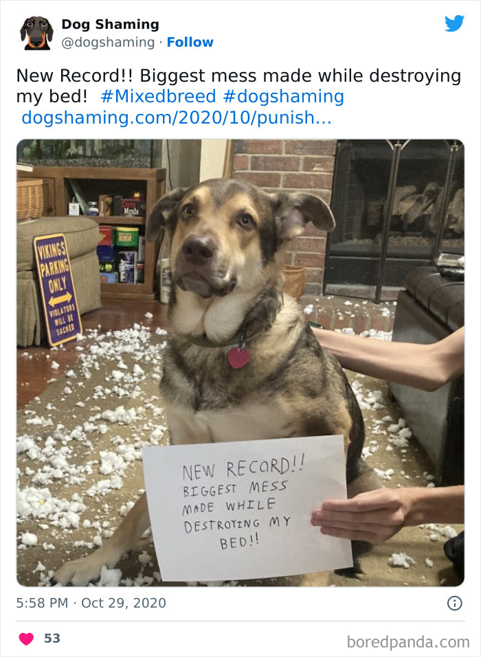 Funny-Dog-Shaming-Pics