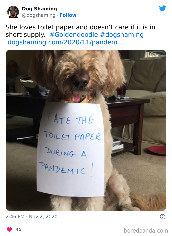 Funny-Dog-Shaming-Pics