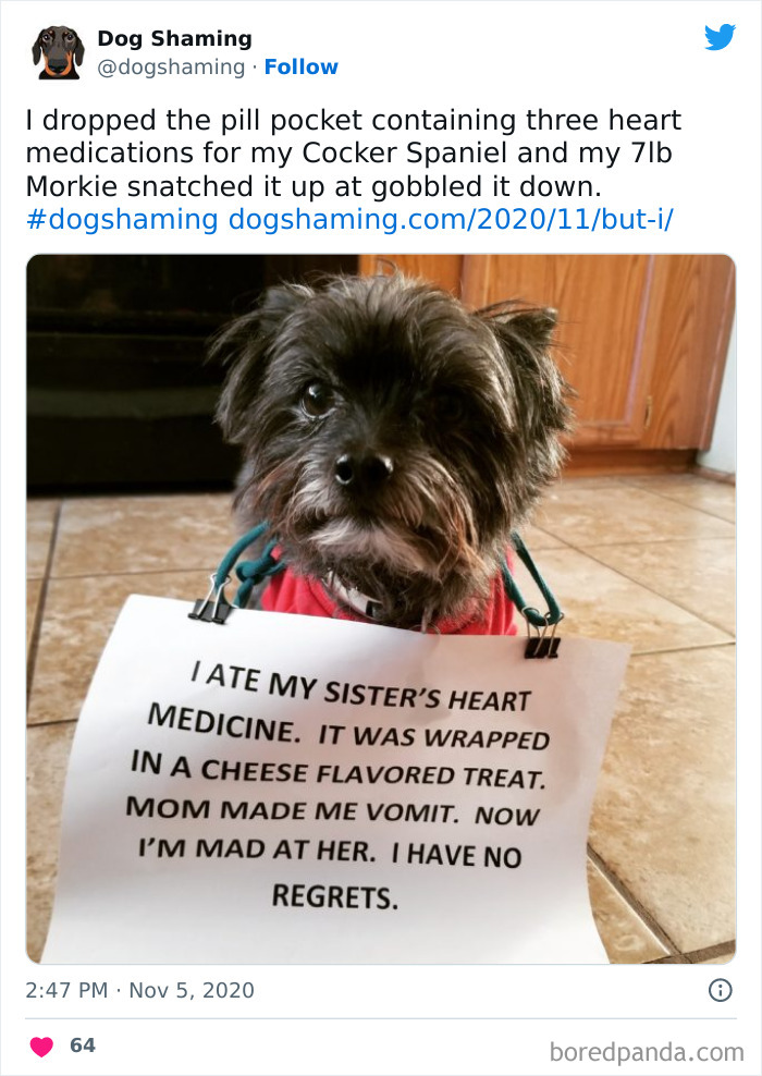 Funny-Dog-Shaming-Pics