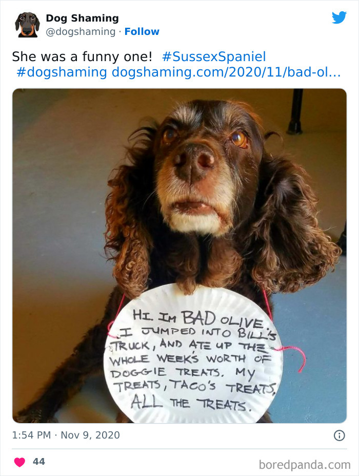 Funny-Dog-Shaming-Pics