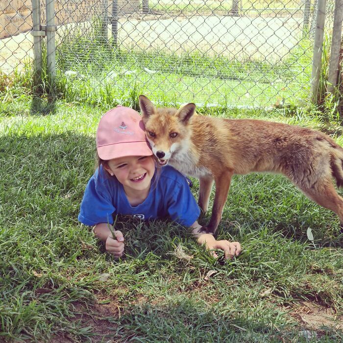 A Family-Run Farm Adopted A Rescue Fox That Has Formed An Inseparable Bond With An 11-Year-Old Girl