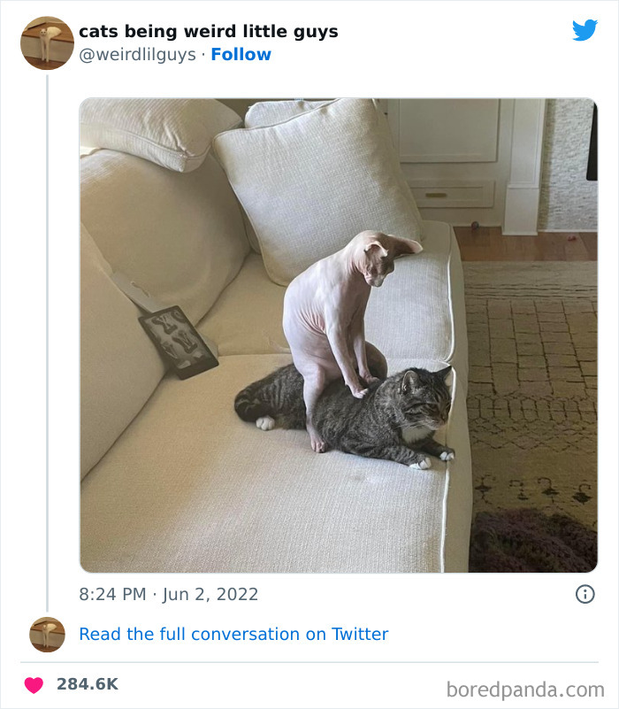 50 Times Cats Cracked Their Owners Up By Acting Like Total Weirdos, As Shared On This Twitter Page (New Pics)