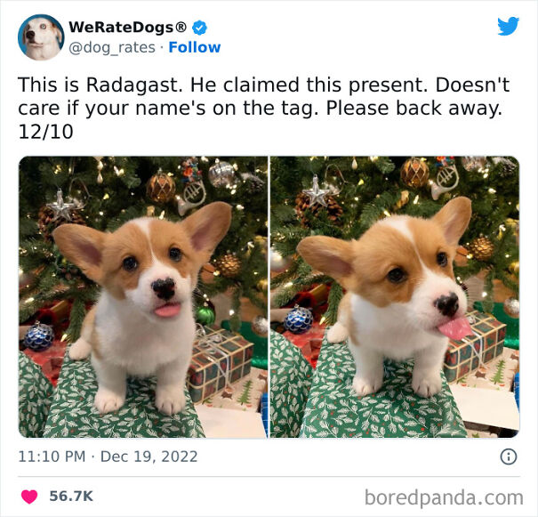 Cute-Dogs-Ratings
