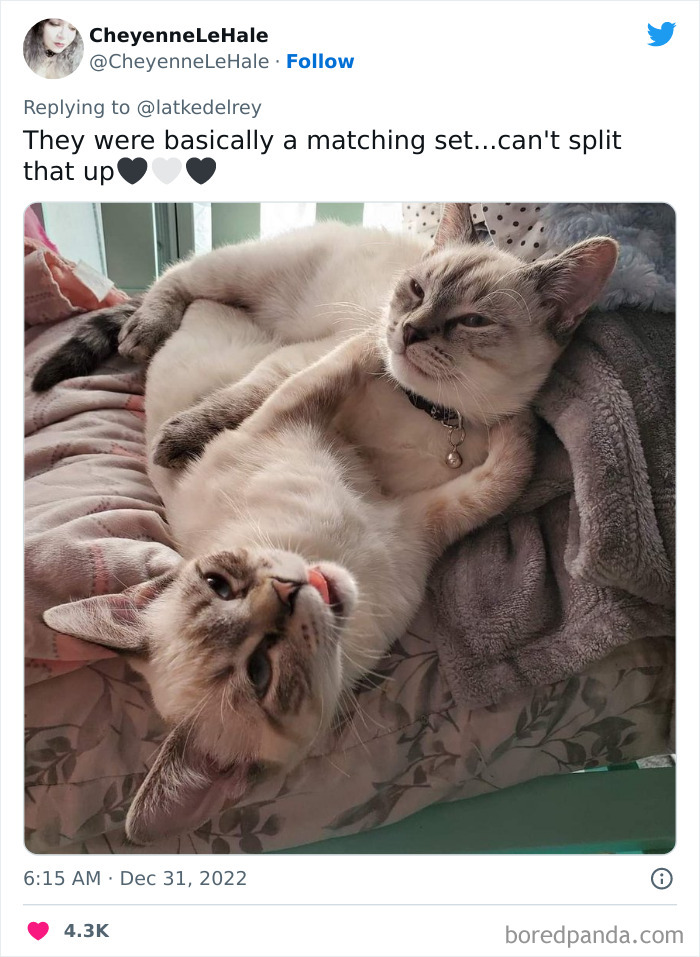 Bonded-Pairs-Of-Cats-Get-Adopted-Together