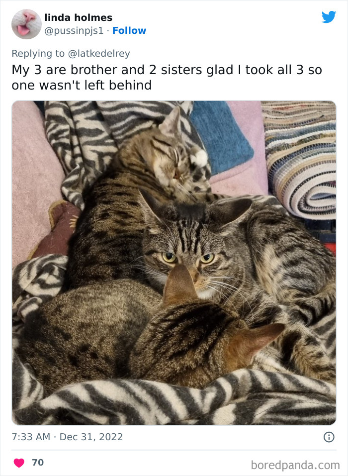 Bonded-Pairs-Of-Cats-Get-Adopted-Together