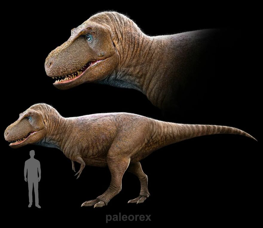 Daspletosaurus Wilsoni