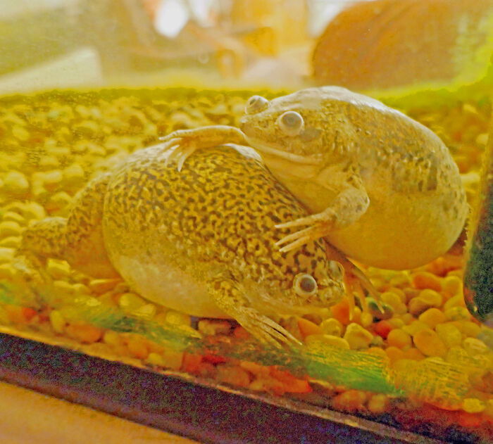 18 Year Old African Clawed Frog Sisters