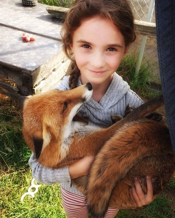 A Family-Run Farm Adopted A Rescue Fox That Has Formed An Inseparable Bond With An 11-Year-Old Girl