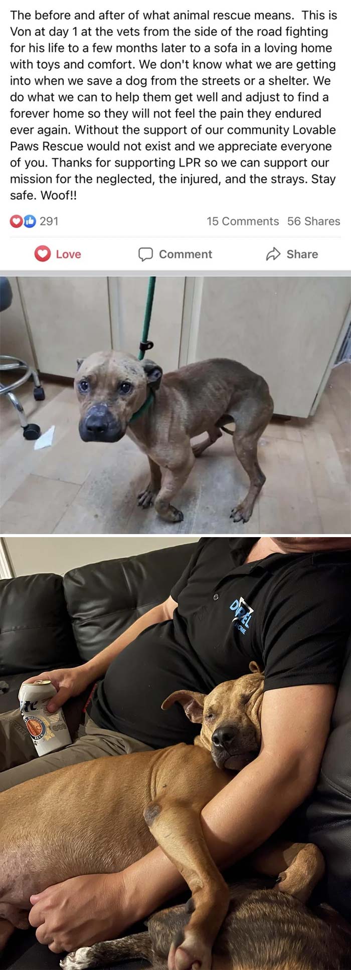 Before And After Of Rescuing A Fought Dog (Mods Delete If Not Allowed). 2020 To 2023