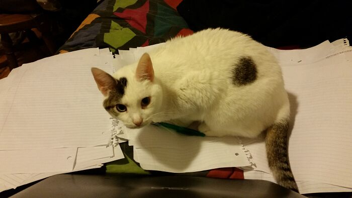 Maggie Insisting That I'm Not Allowed To Grade These Quizzes Until After Snuggles