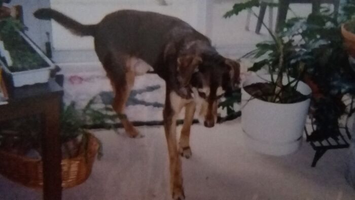 Maya, Our Doberman-Huskey Cross. She Lived To Be 14 And Was My Best Bud Growing Up