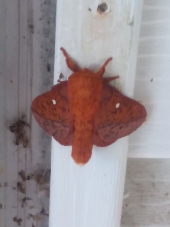 Moth On My Deck