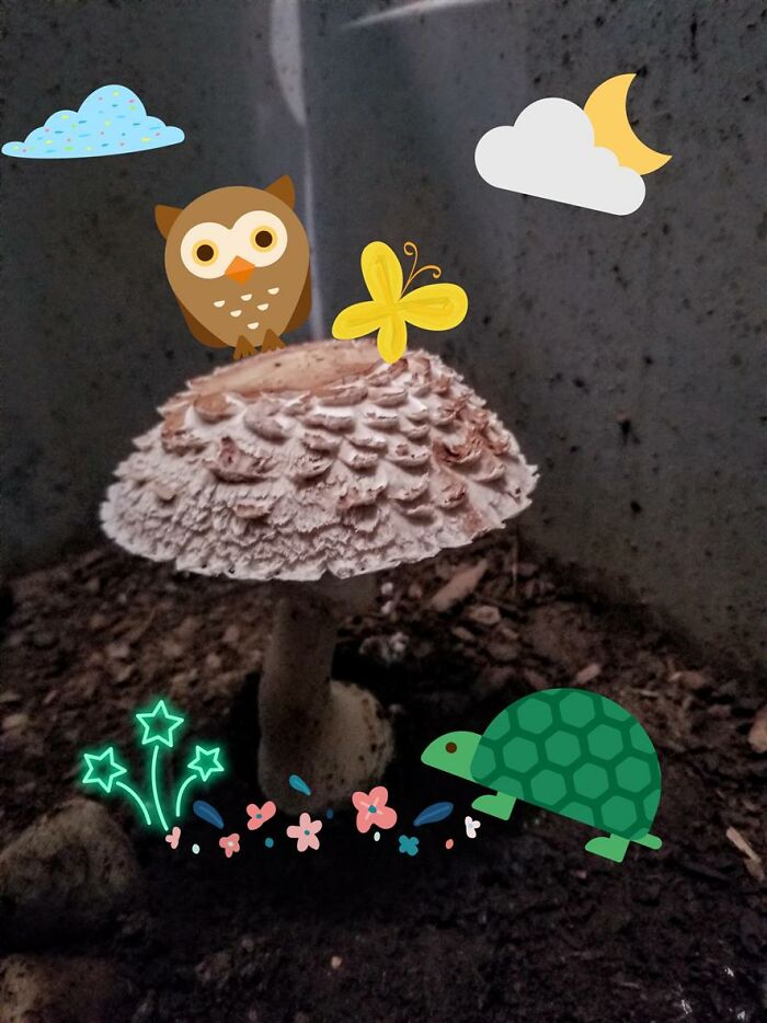 Mushroom With Added Arty Stickers. Found This Shroom In My Tortoise Habitat And Was So Amazed. Took A Cell Photo Of It And Got Crative With It