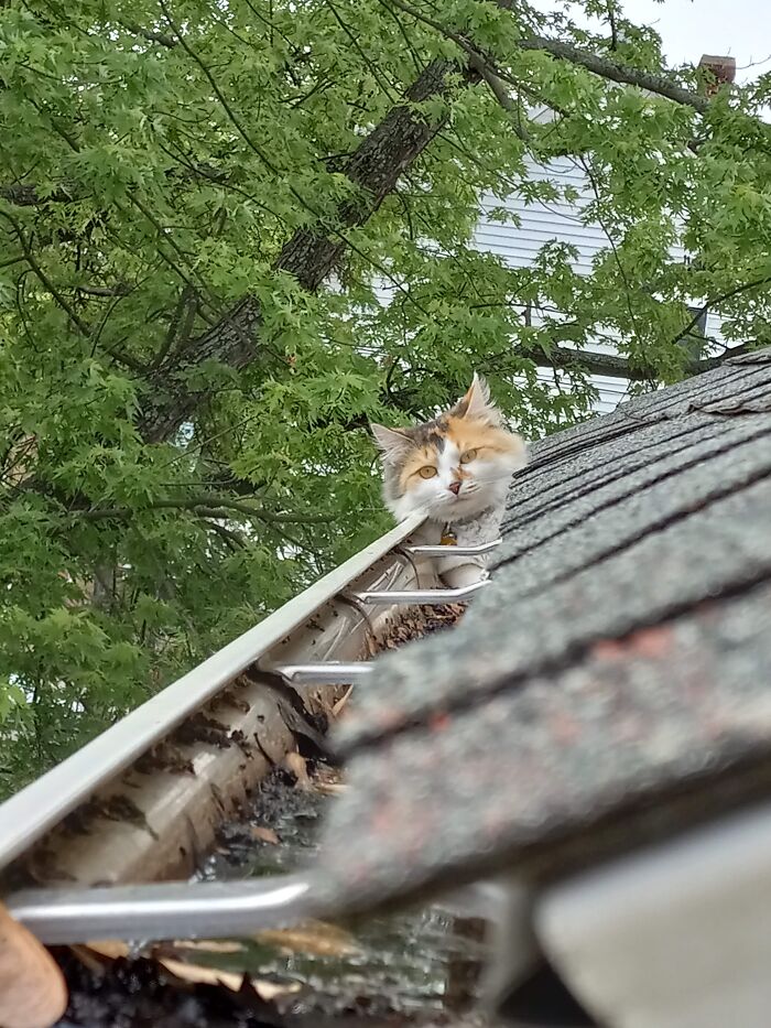Salem In The Gutter On Roof