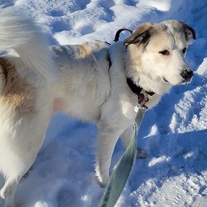 Mandy Bullock-Fallis