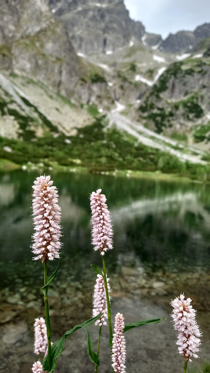 This Plant Is Persicaria Bistorta. Photo Was Take In High Tatras (Slovakia)