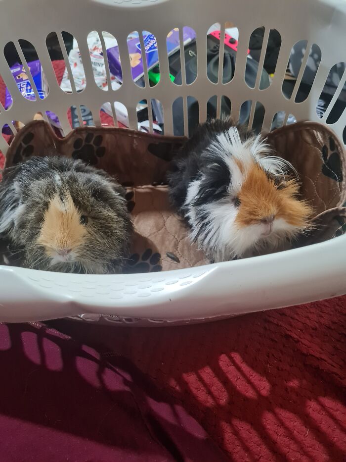 Guinea Pig Brothers, Chewy And Patches 😊