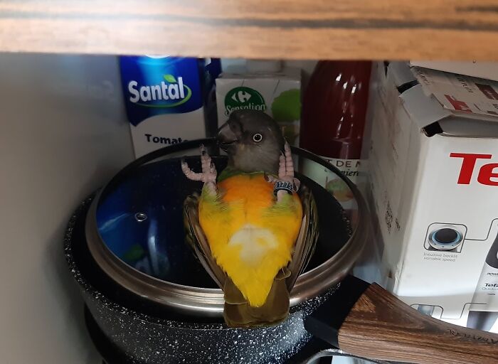 My Weird Senegal Parrot Is Obsessed With Pots And Pans :))) (No Worries, He's Not Allowed In The Kitchen When I Cook))