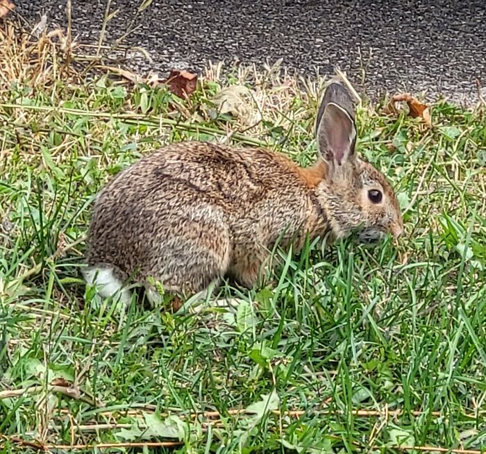 This Bunny Was Living In The Bushes At The Front Of The House We Are Renting