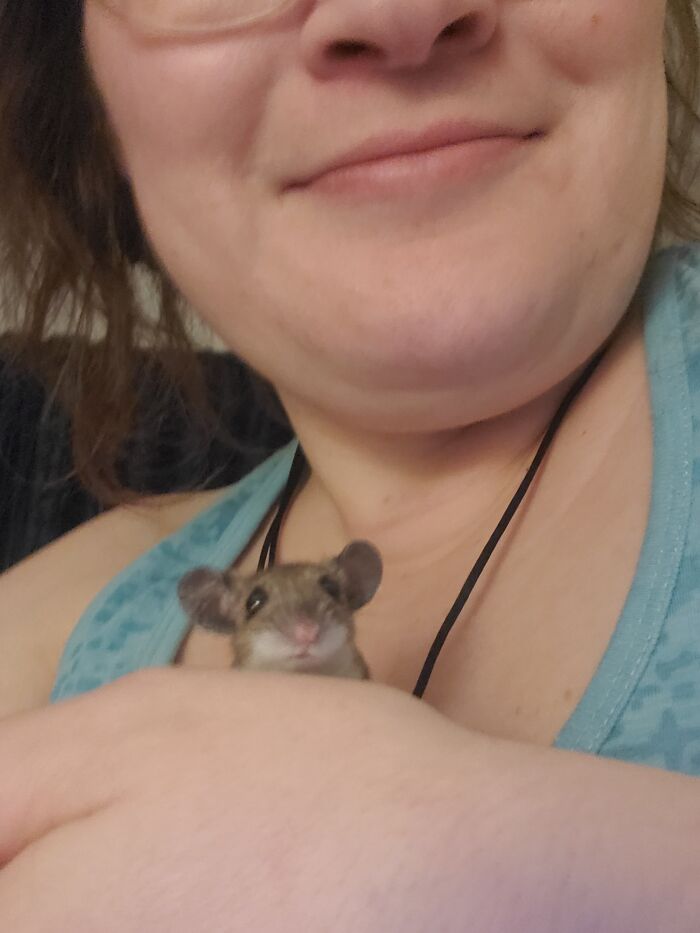 Nimh, Grand Baby Of My Field Mouse Bb That I Rescued From My Hungry Cat