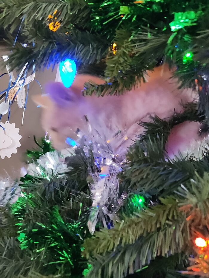 I Was Not Hiding In My Mom's Christmas Tree