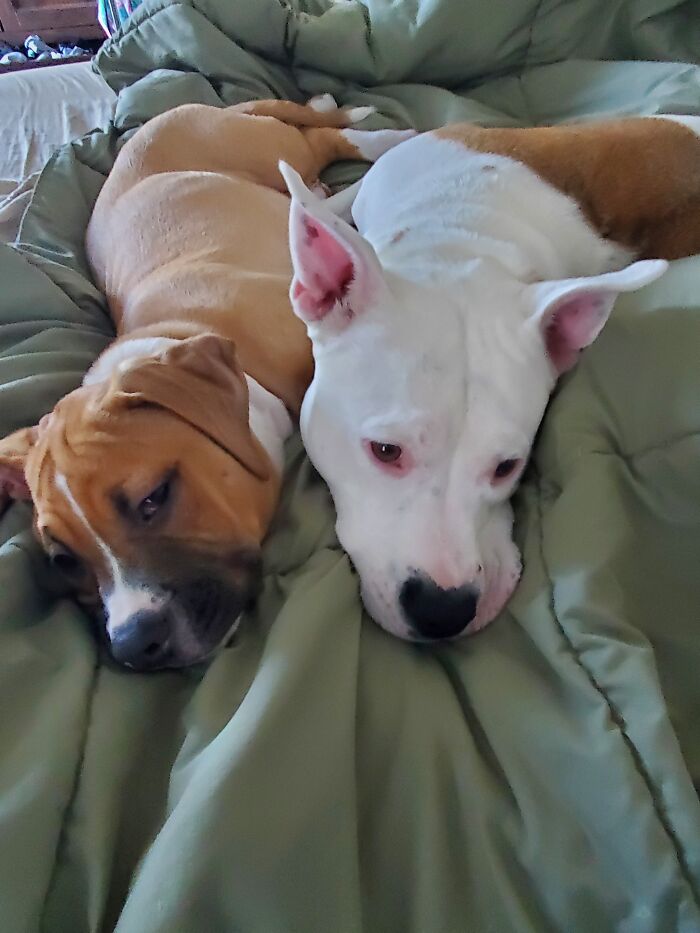 Tiny The Mastiff, And Stormi The Pitbull. Tiny Was Rescued From Horrible Conditions At 6 Days Old. Stormi Had Been Surrendered Twice To The Humane Society Before She Was 8 Months Old. They Are Now In Their Forever Home With Our Family