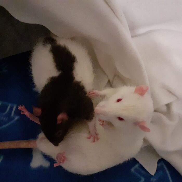 Rats Being Silly ;-)