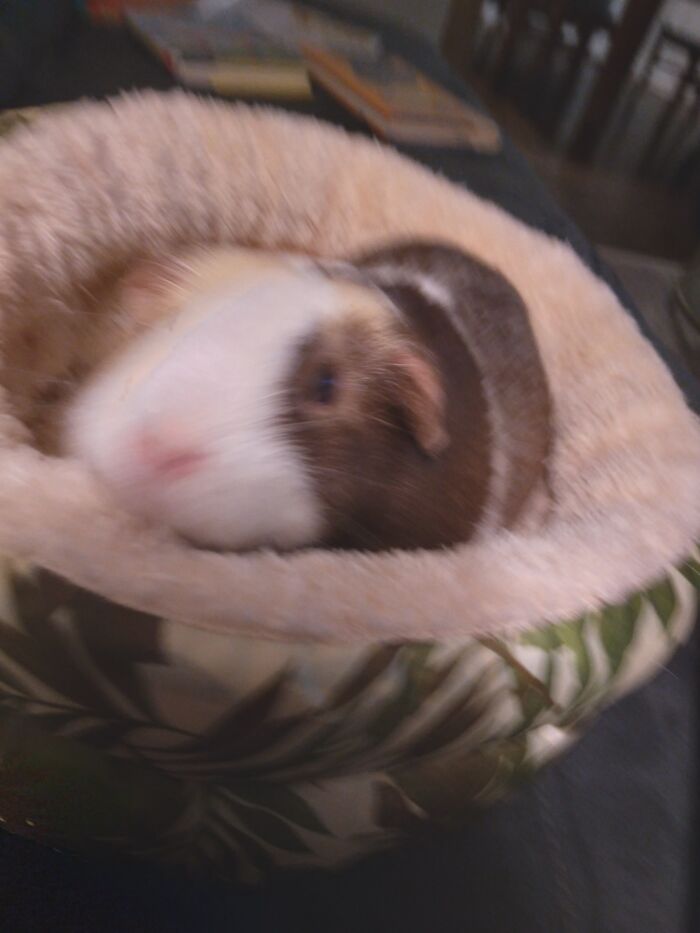 Bella, The Best Guinea Pig In The World