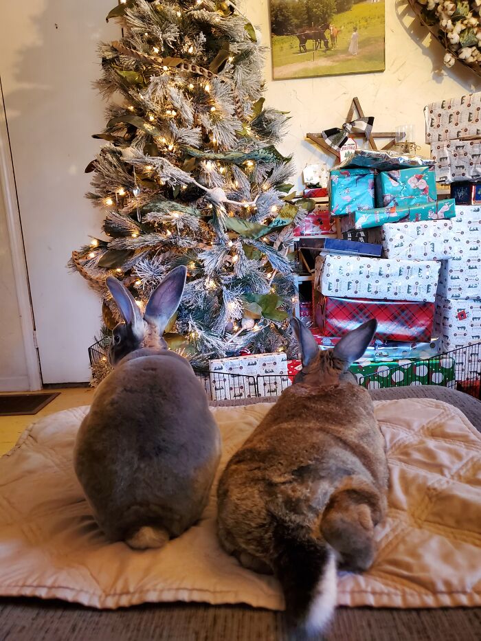 My Two Buns. Rescues From A Meat Farm