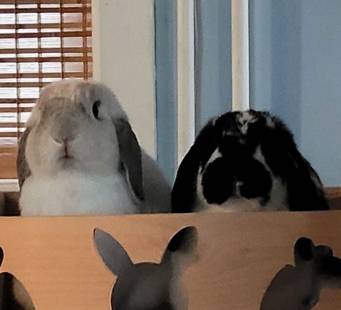 My Bunnies, Blades (Male, Left) And Oreo (Female, Right). They're Both Of The Holland Lop Breed, So They're Quite Small. Yes, They Are Very Soft